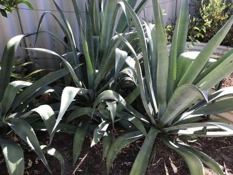 Agave Plants For Sale