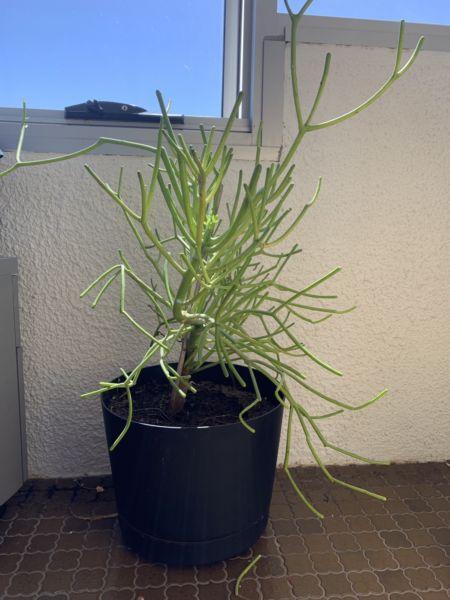 Large Spider plant in black pot