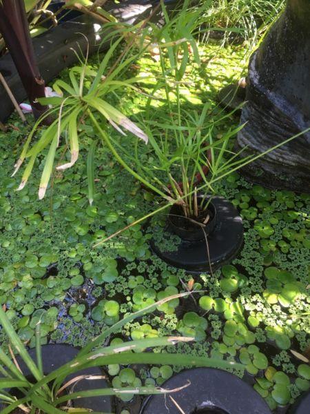 Floating pond pot with plant