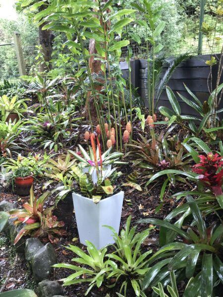 Wanted: Wanted to buy Green House, Shade House, Orchid House