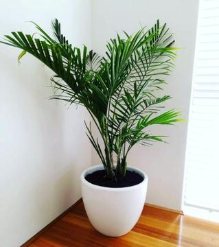Cascade palm - freshly potted