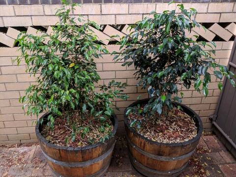 Ficus Half Wine Barrel Lilly Pilly