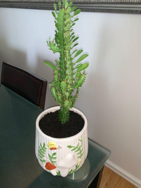 2-year grown EUPHORBIA TRIGONIA PLANT Decorative Cactus in a pot