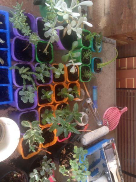 Selling succulents