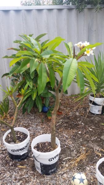 Frangipani plants