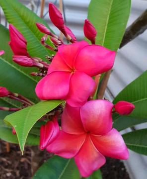 Stunning frangipani