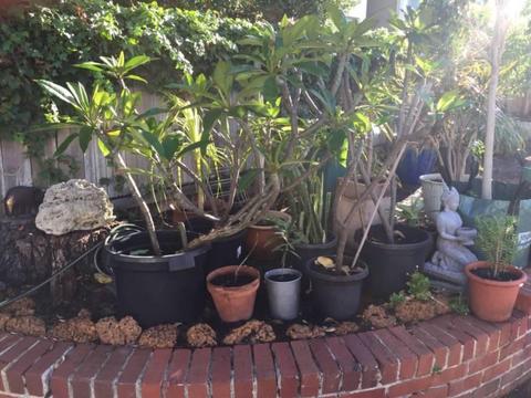 Assorted Plants - In Pots