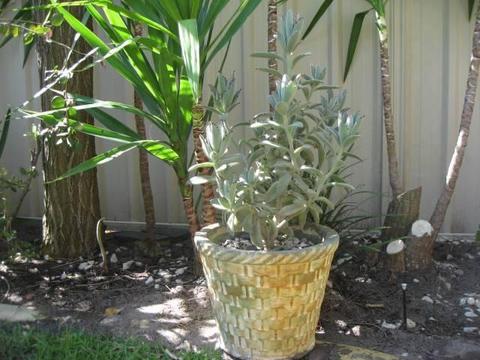 Decorative Garden Plant in Pot