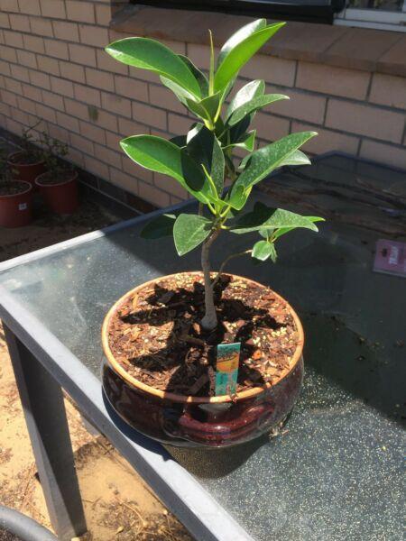 Bonsai Tree, Port Jackson Fig, Healthy and set up in nice pot