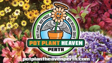 POT PLANT HEAVEN PERTH Best Plants I Best Prices I Best Delivery