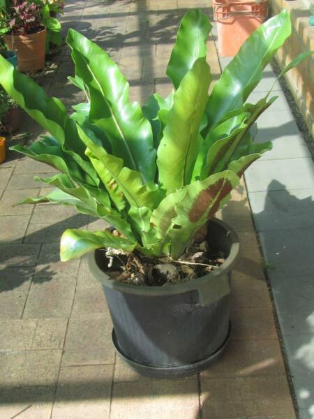 birds nest fern in pot, from base of pot to top of leaves 117cms