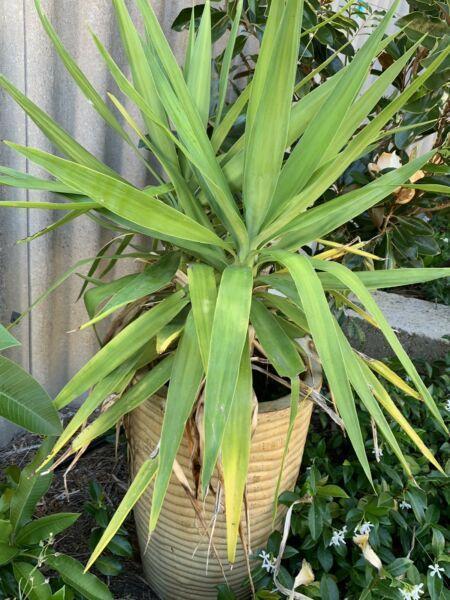 Yucca with 3 bases