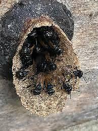 Native Stingless Bees removal and rehoused