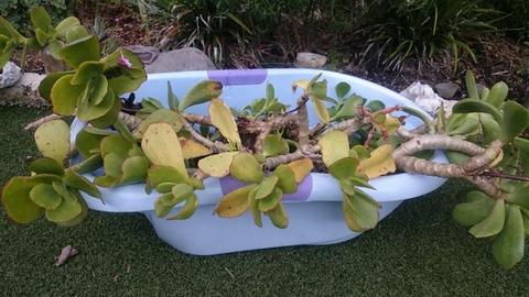 WATERWISE SUCCULENT PLANT CUTTINGS FREE