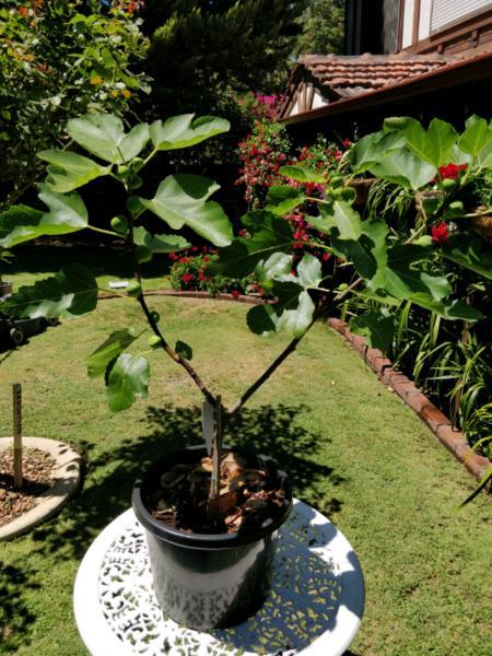 Fig Trees - Many Varieties