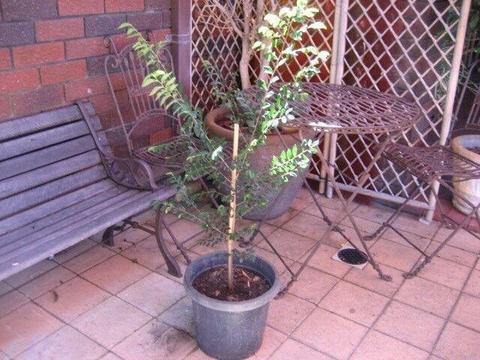 Chinese Elm Tree for Sale for $20
