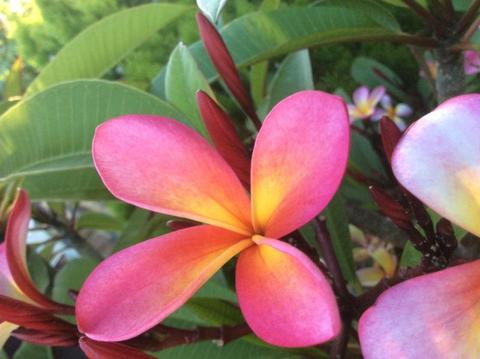Tri-colour Frangipani plants- varying sizes and prices