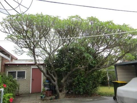 Huge Frangipani Tree for Sale