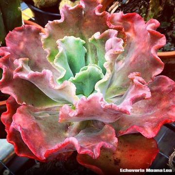 SIZZLING SUCCULENTS and 100'S OF OTHER BEAUTIFUL quality PLANTS