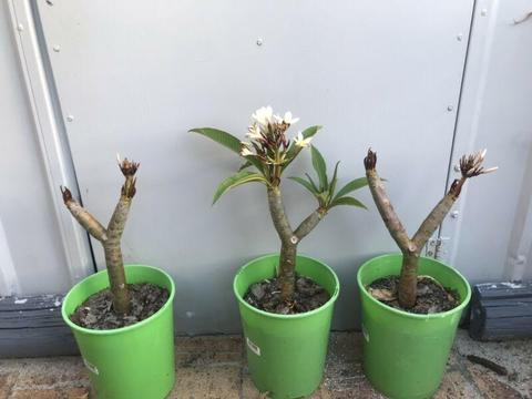 White frangipanis