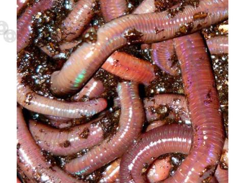 Nightcrawlers Compost Worms ( Lumbricus Terrestris )