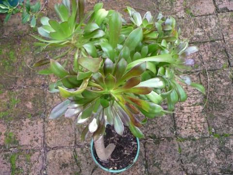 Aeonium (Zwartkop) succulents - 2 advanced plants @ $12 and $15