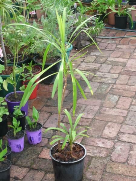 Dracaena for sale - two plants in a pot