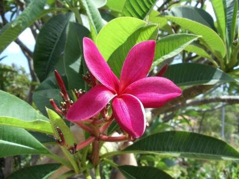 Frangipani, assorted colours and sizes for sale
