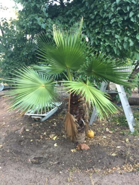 Cotton palm - established