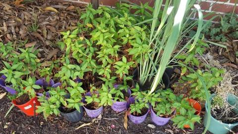 Vietnamese Coriander or Laksa Plants - STRONG, HEALTHY, ORGANIC