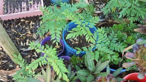CURRY PLANTS and LEAVES - STRONG AND HEALTHY ORGANIC