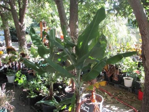 BANANA PLANTS PAWPAW AVOCADO MANGO PASSIONFRUIT PLUS MORE