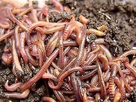 Live worms to recicle organic waste consulting