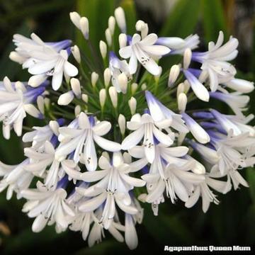 AGAPANTHUS plus 100's of other great plants@cheap prices