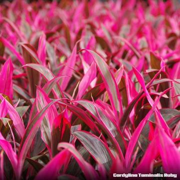 RUBY CORDYLINE plus 100s of beautiful quality plants@cheap prices
