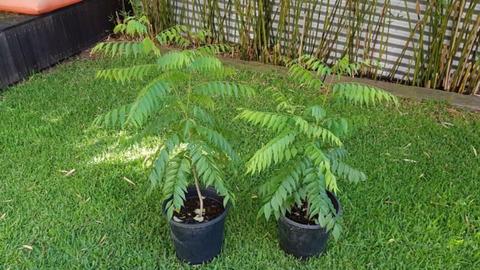 Curry Leaf Trees