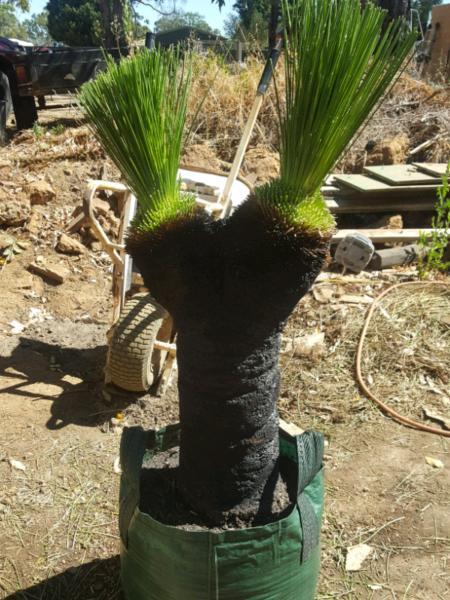 Grass trees for sale from $100