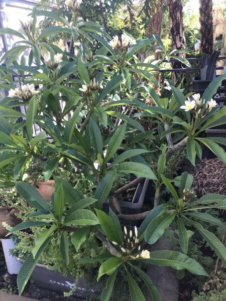 Frangipani plants for sale