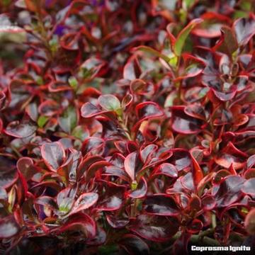 Coprosma Ignite plus 100's of other great plants@cheap prices