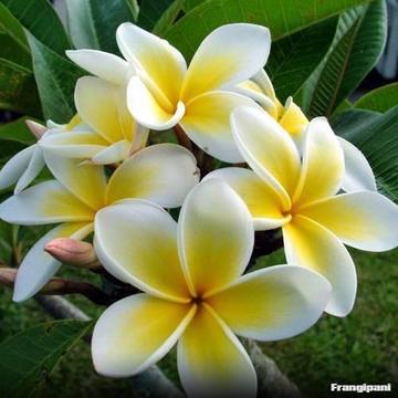 Frangipani trees in large 30 L pots other plants from $5
