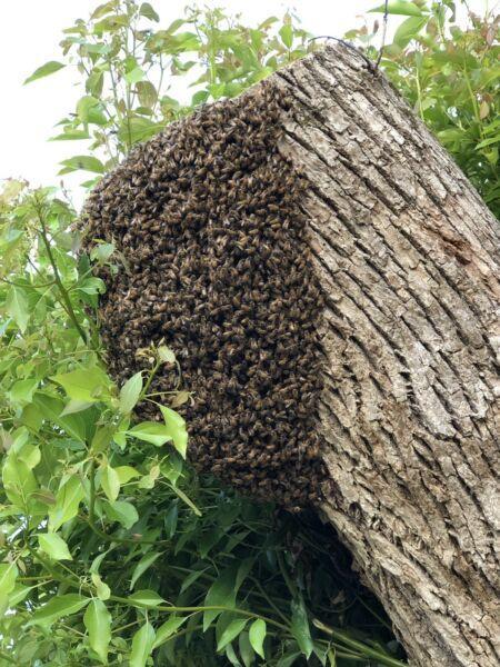 Bee Hives/Swarms