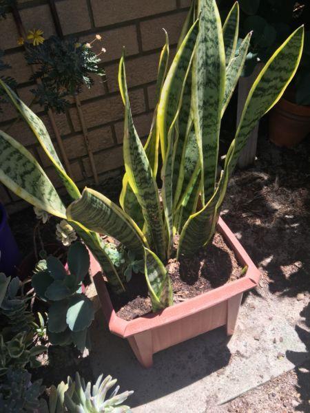Mother in Laws Tongue Plant in Large Square Pot