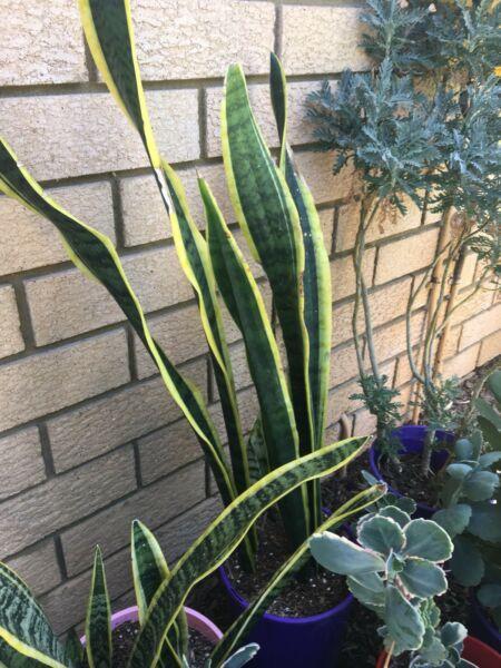 Tall Mother in Law Tongue Plant in Pot