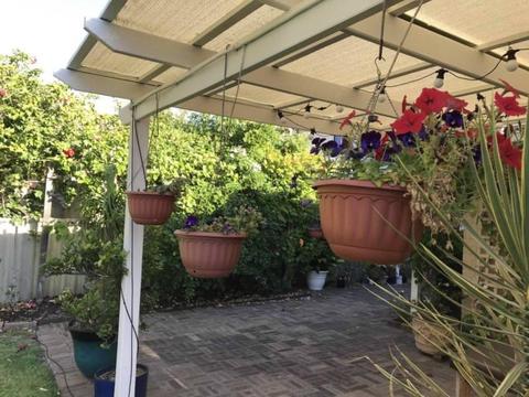 Various shade and sun-loving plants in hanging baskets