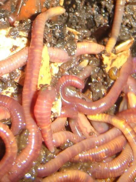 Worm farm worms $15