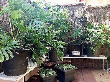 LARGE MONSTERA POTTED PLANTS