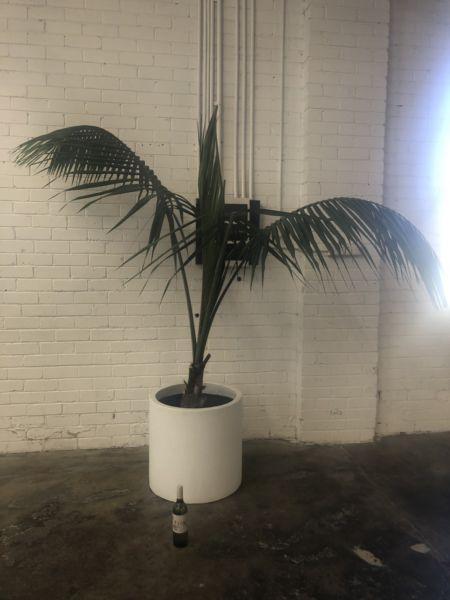 3 x palm trees