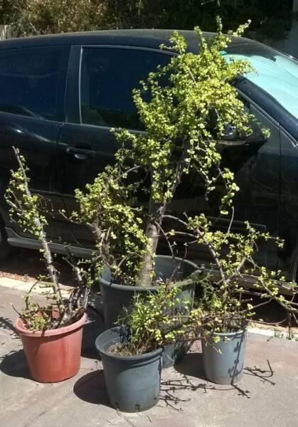 PLANTS - jade or money tree and fig from $5