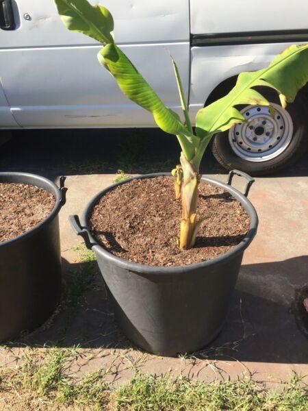 Plant / Banana Palm / Big root stock