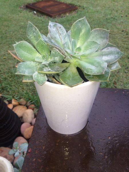 Gift Idea - Evergreen Succulent in a ceramic Pot NEW Pot measure
